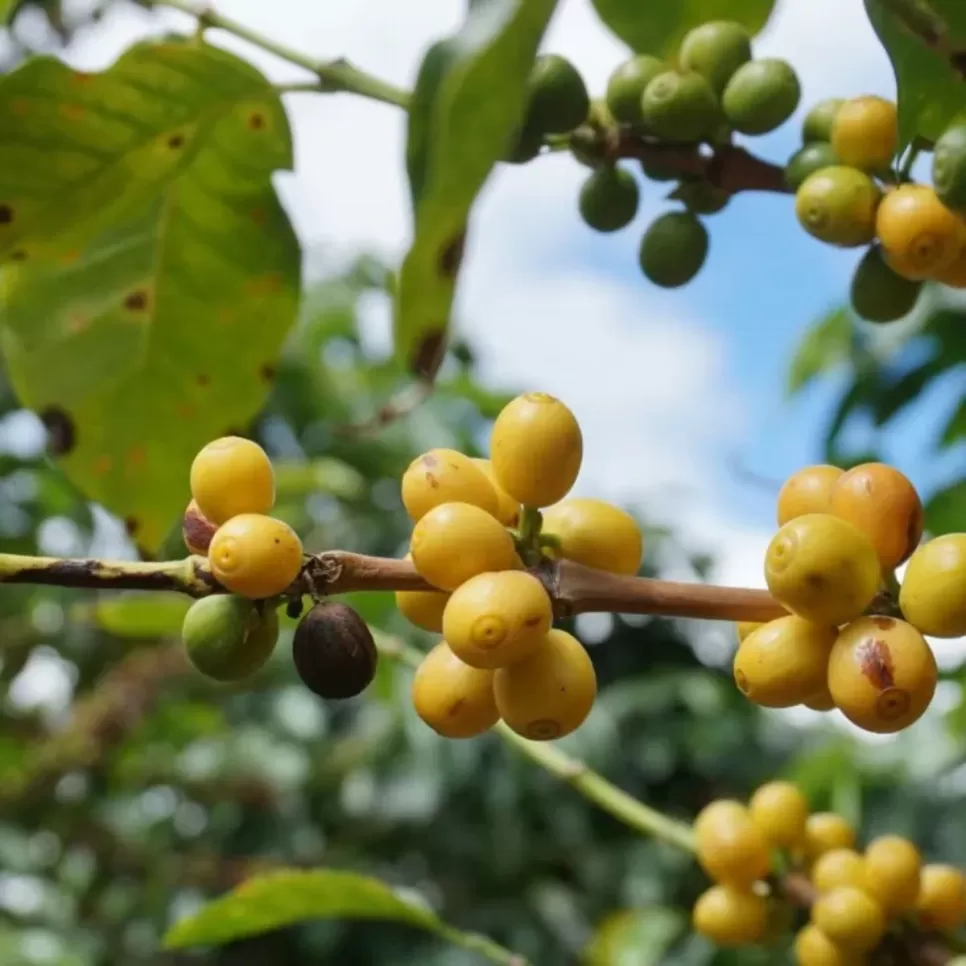 Chappi Yellow Bourbon Coffee Beans